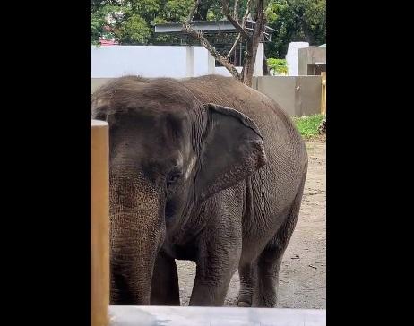 馬利生前的處境受到愛護動物組織關注。(互聯網)