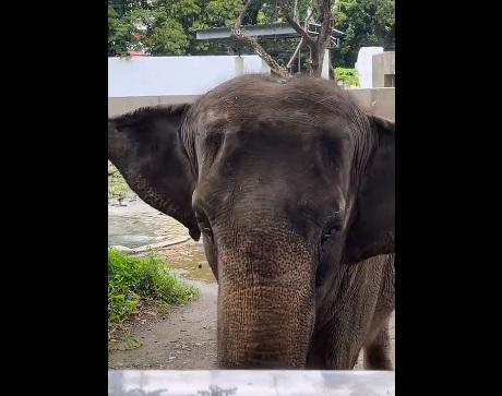 馬利生前的處境受到愛護動物組織關注。(互聯網)