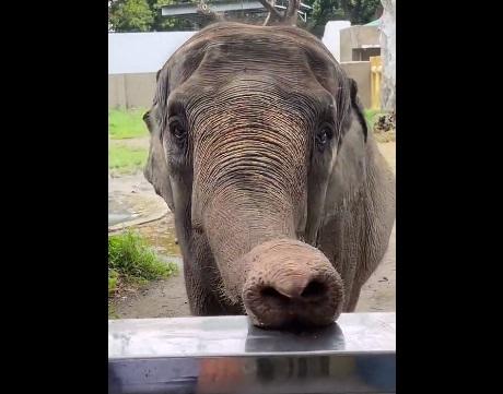 馬利被形容是全球最孤獨大象。(互聯網)