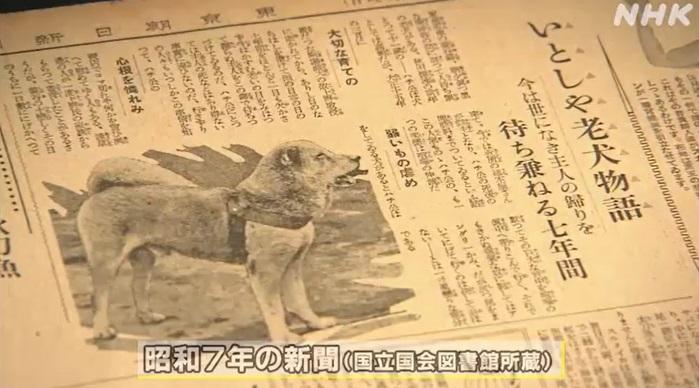 日本報章當年關於忠犬八公的報道。(互聯網)