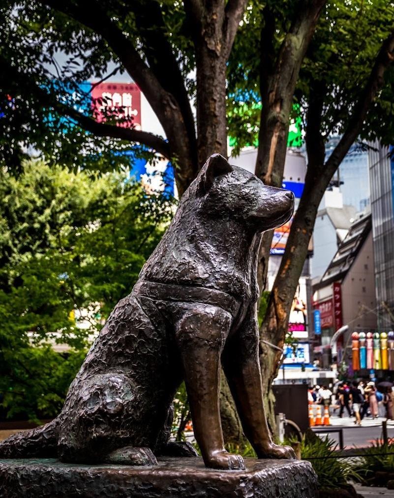 澀谷的第二代忠犬八公像。(互聯網)