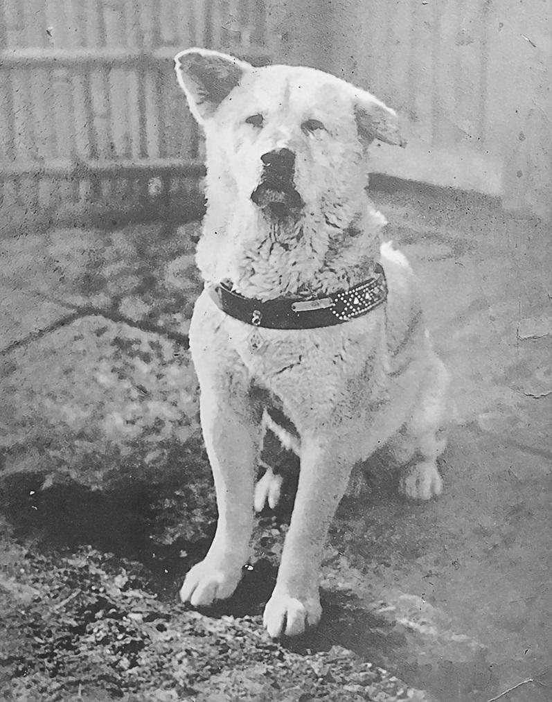 忠犬八公生前照片。(互聯網)