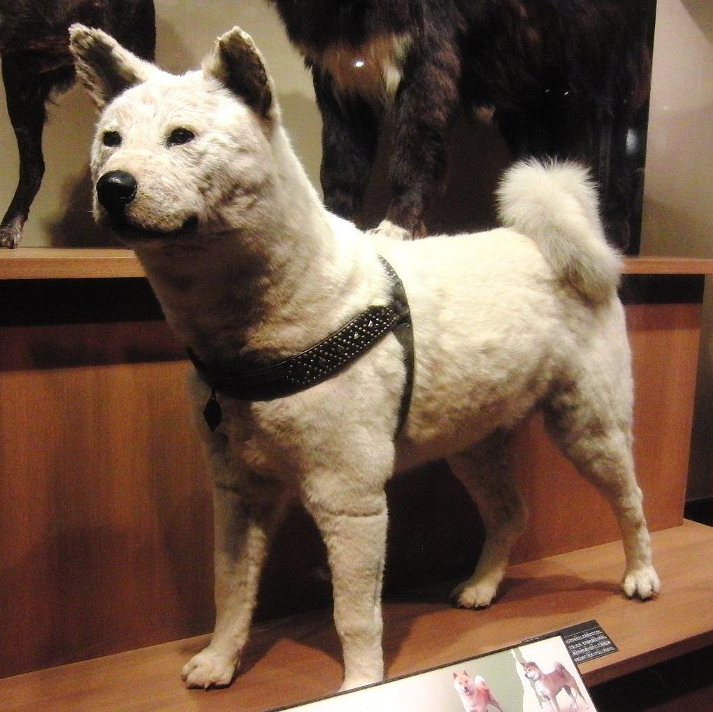 八公遺體被製成標本。(互聯網)