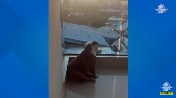 家人說,奧賴恩天天等主人回家。(互聯網)