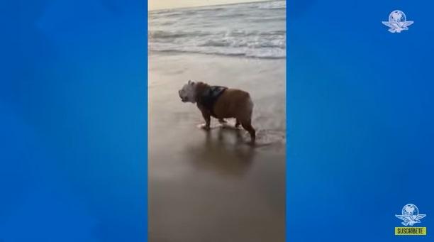 奧賴恩日常。(互聯網)