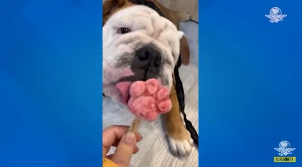 奧賴恩日常。(互聯網)