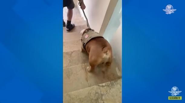 奧賴恩日常。(互聯網)