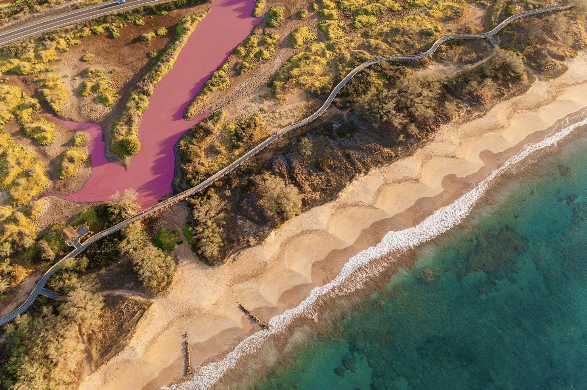 毛伊島一處動物保護區的池塘突然出現一大片紛紫色,形成奇景。(互聯網)