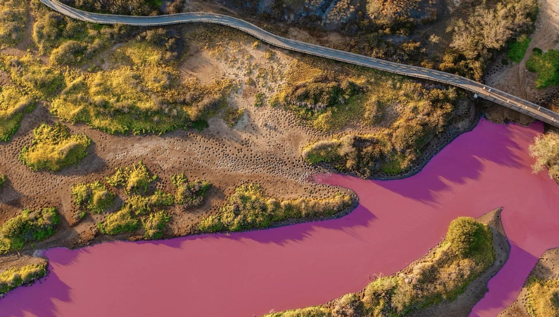 毛伊島一處動物保護區的池塘突然出現一大片紛紫色,形成奇景。(互聯網)
