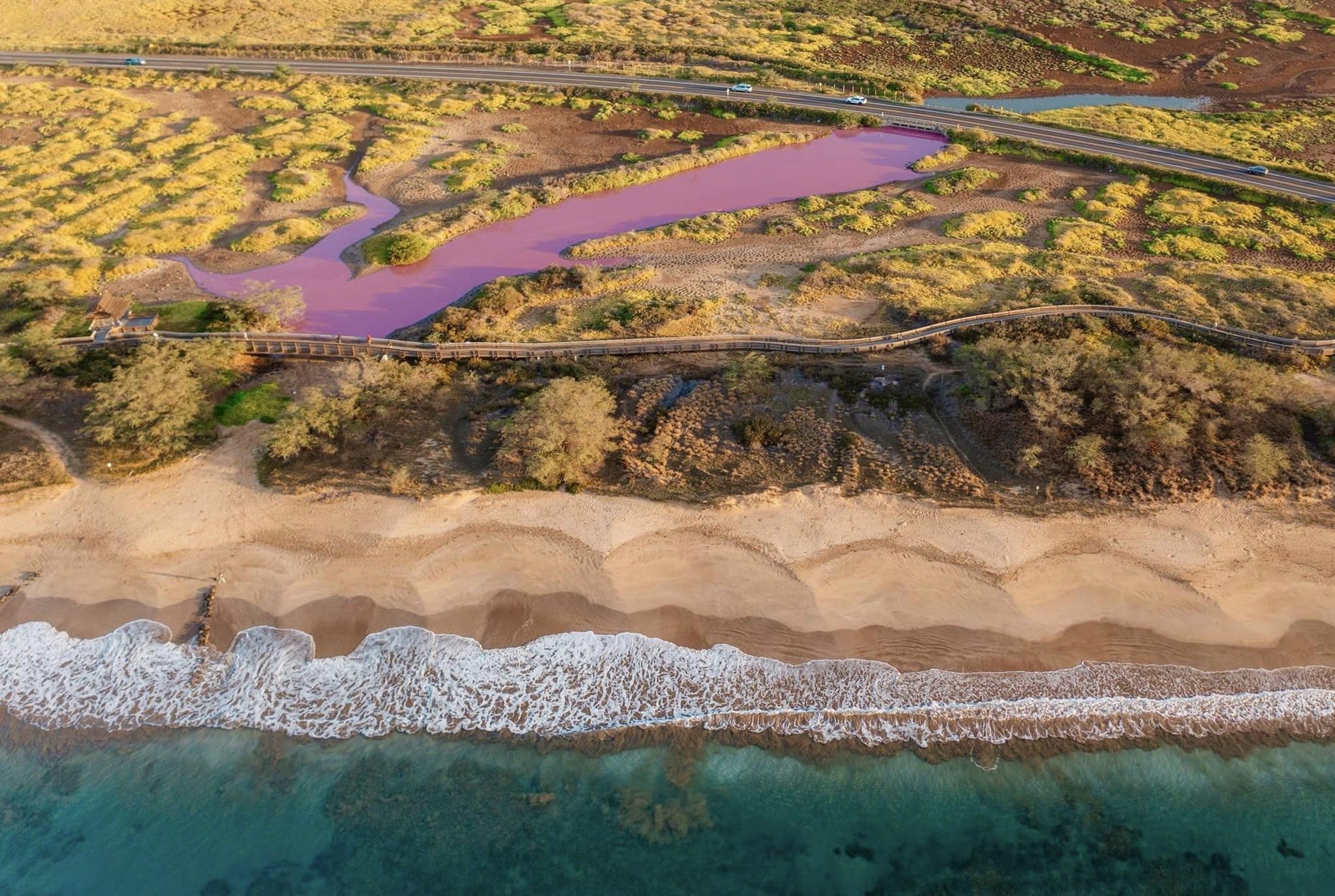 毛伊島一處動物保護區的池塘突然出現一大片紛紫色,估計因乾旱導致。(互聯網)