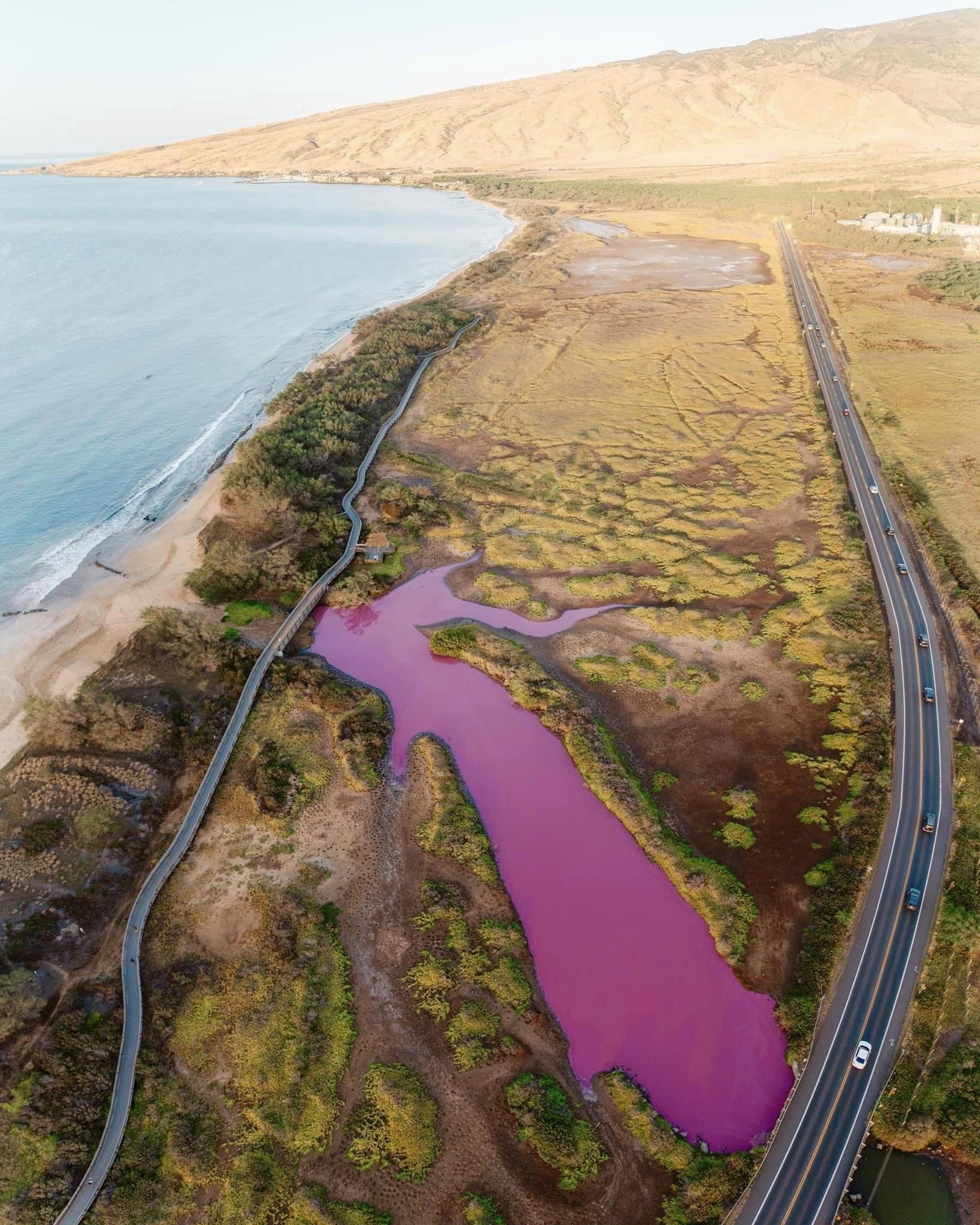 毛伊島一處動物保護區的池塘突然出現一大片紛紫色,估計因乾旱導致。(互聯網)