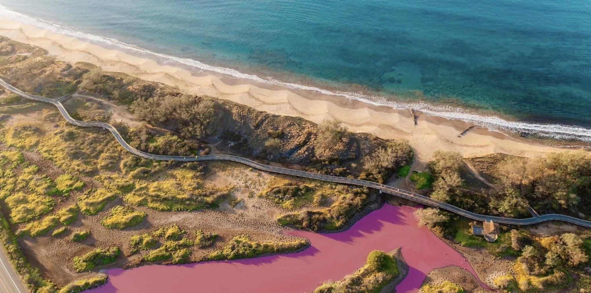 毛伊島一處動物保護區的池塘突然出現一大片紛紫色,估計因乾旱導致。(互聯網)