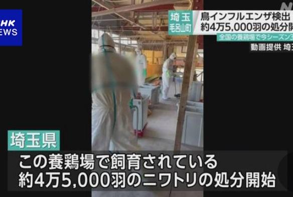 埼玉縣一處雞場爆發禽流感疫情,當局派員撲殺雞隻,工作人員處理屍體。(互聯網)