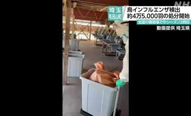 埼玉縣一處雞場爆發禽流感疫情,當局派員撲殺雞隻,工作人員處理屍體。(互聯網)