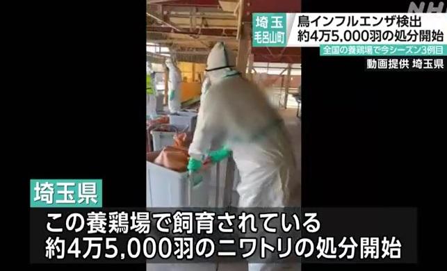 工作人員到埼玉縣爆疫雞場撲殺雞隻,並處理屍體。(互聯網)