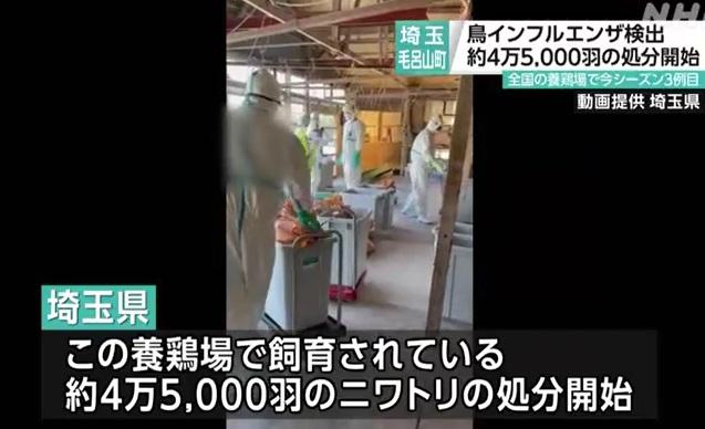 工作人員到埼玉縣爆疫雞場撲殺雞隻,並處理屍體。(互聯網)