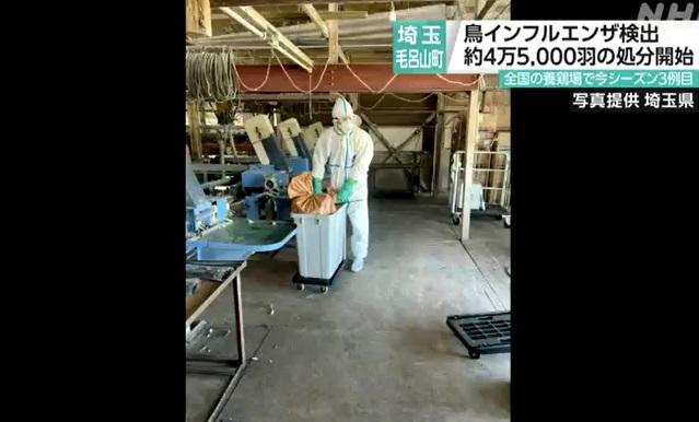 工作人員撲殺雞隻後處理屍體。(互聯網)