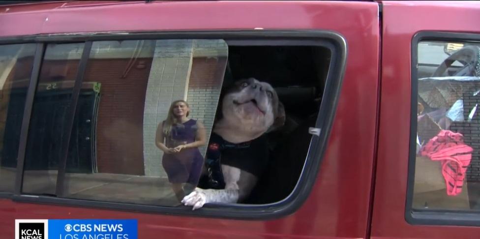 露宿者愛犬獲得義診。(互聯網)