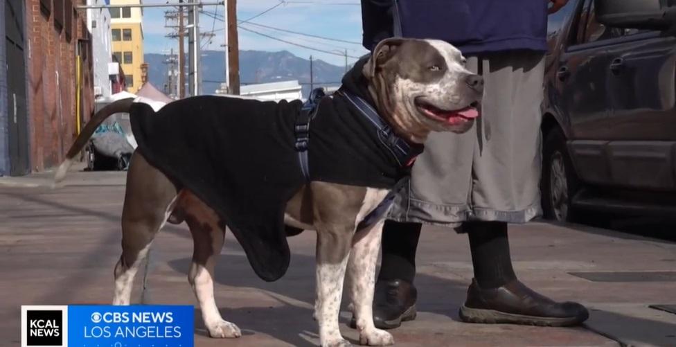 露宿者狗狗得到醫療照顧。(互聯網)