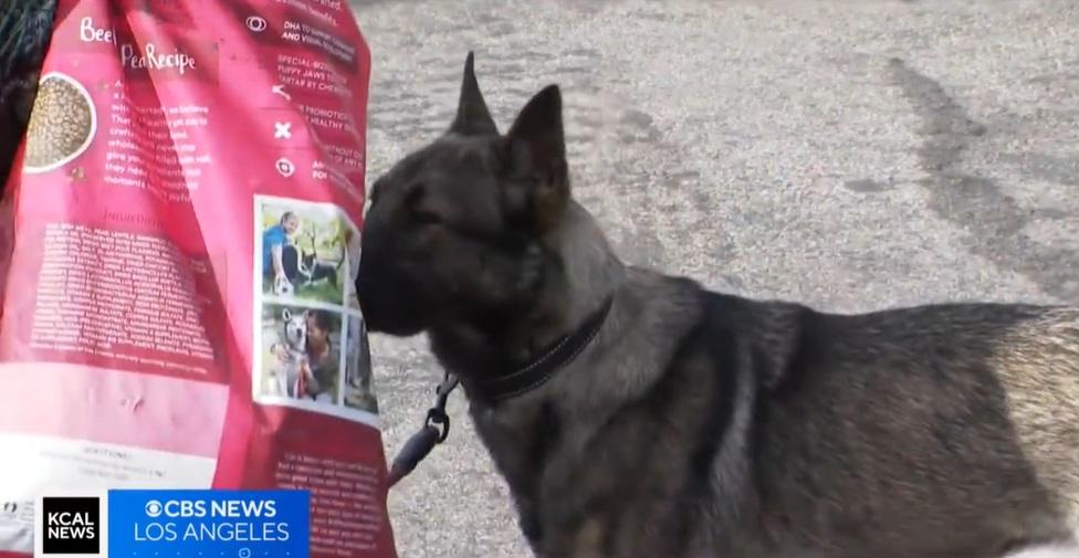 露宿者幫愛犬領取糧食。(互聯網)