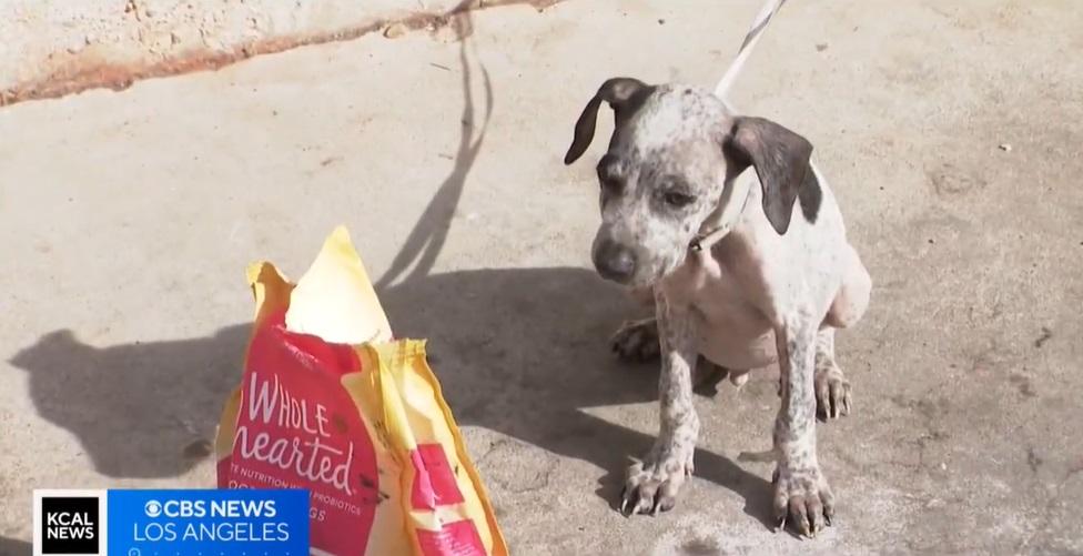 露宿者幫愛犬領取糧食。(互聯網)