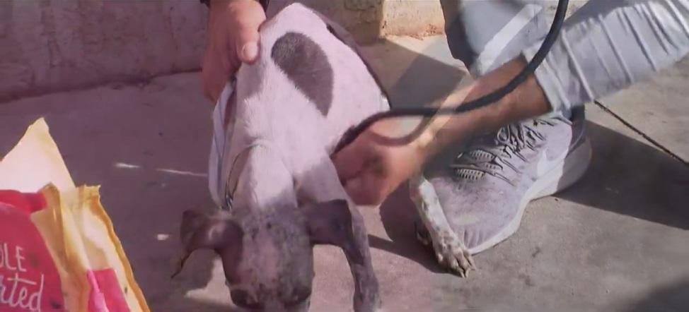 斯圖爾特為露宿者狗狗義診。(互聯網)