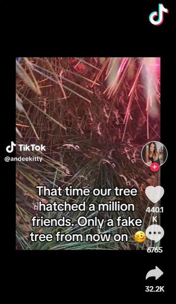 大量小螳螂在樹上亂爬。(互聯網)