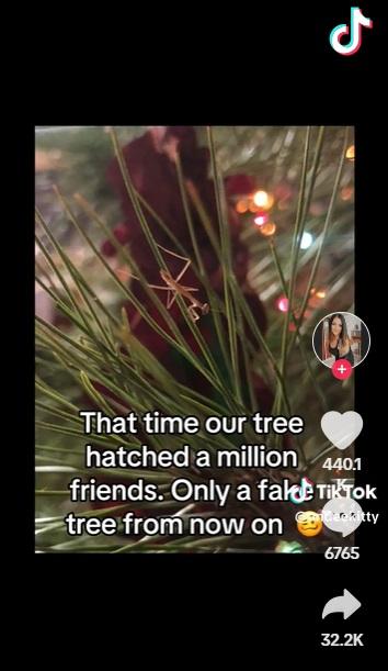 小螳螂佔據樹上。(互聯網)