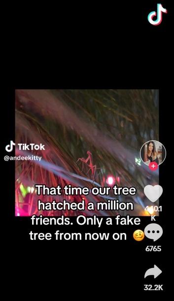 小螳螂侵襲聖誕樹。(互聯網)