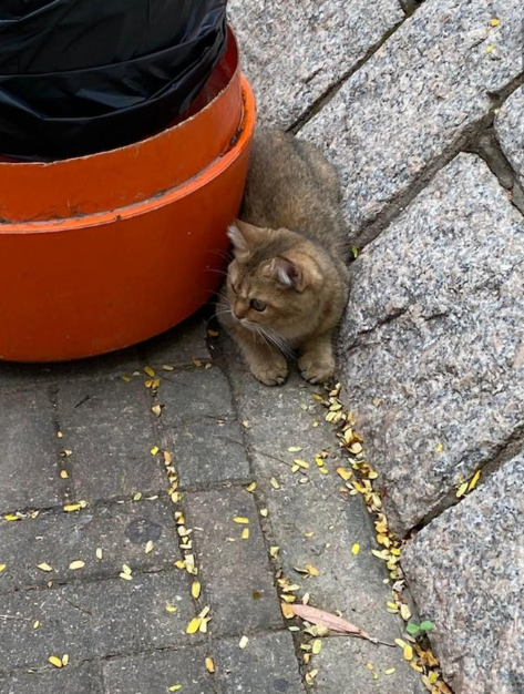 港男在帶他予獸醫檢查時,始揭這隻年僅1歲的貓貓原來患有隱性睾丸症,因此他有理由相信原主人在得知貓貓患病後,即時狠心將其棄養。(圖片來源:Facebook@柴灣小西灣關注組2.0)