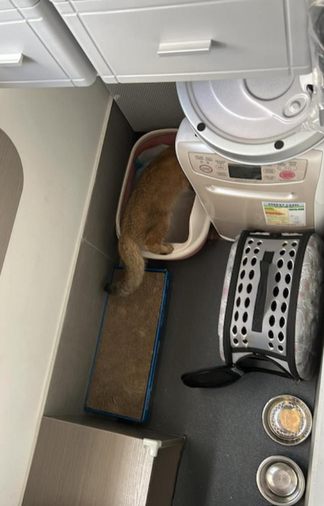 去年10月,一位港男就在柴灣街頭的一個垃圾桶旁,發現一隻瑟縮在旁的「金影」英國短毛貓,由於這個貓品種十分受歡迎,因此港男一直都以為這種貓貓只是與主人走失。(圖片來源:Facebook@柴灣小西灣關注組2.0)