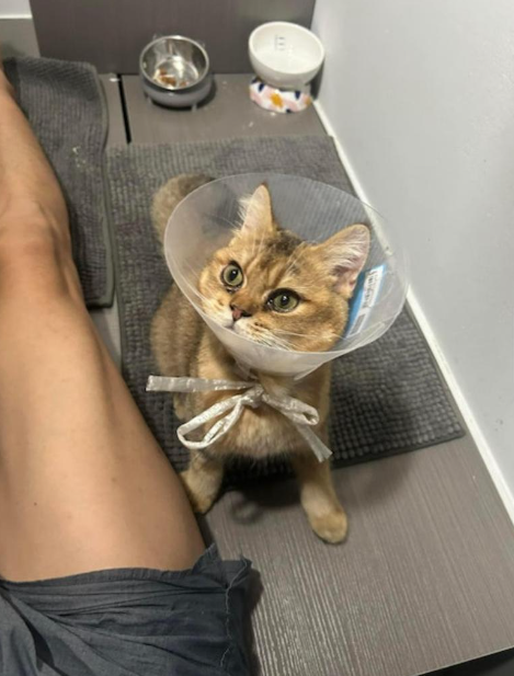 (圖片來源:Facebook@柴灣小西灣關注組2.0)