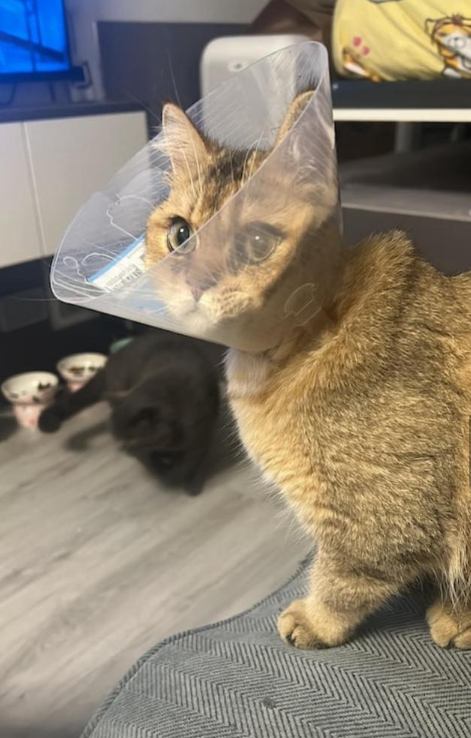 (圖片來源:Facebook@柴灣小西灣關注組2.0)