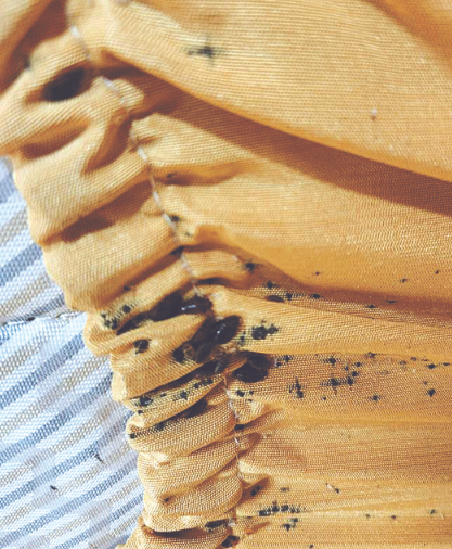 南韓全國多處報告發現床蝨。(網上圖片)