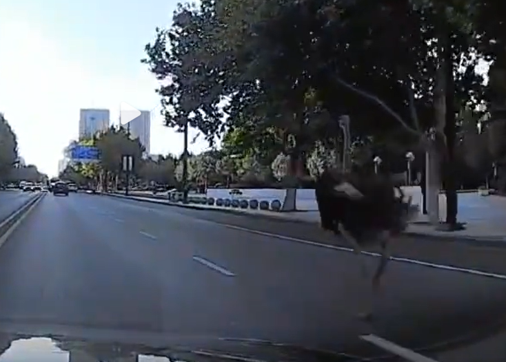 鄭州高速公路驚見「鴕鳥狂奔」