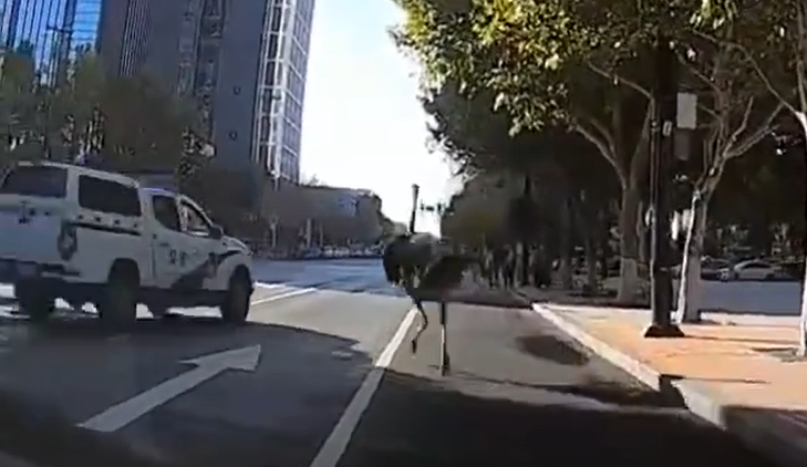 鄭州高速公路驚見「鴕鳥狂奔」
