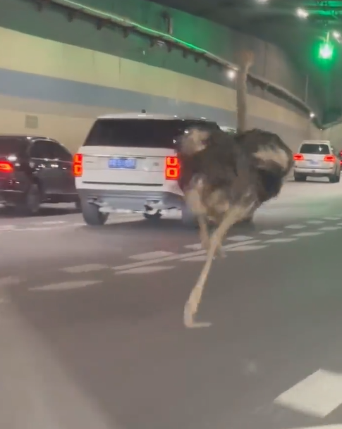 鄭州高速公路驚見「鴕鳥狂奔」