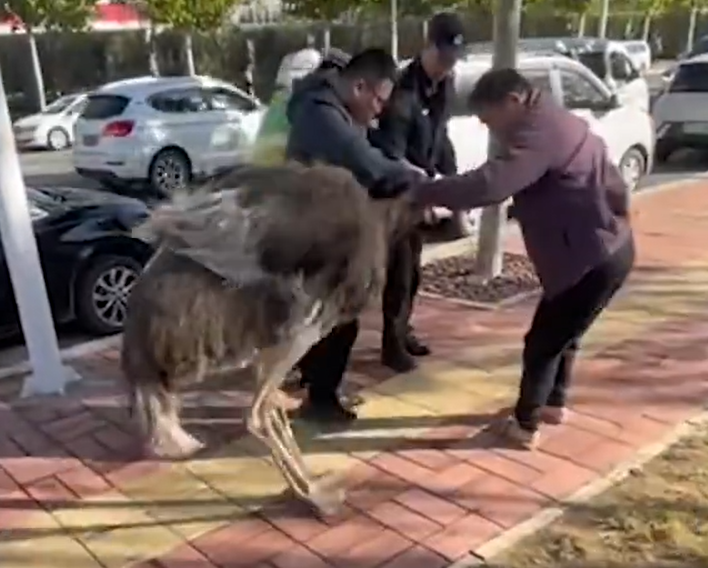 最終鴕鳥被民眾捕獲,交回主人