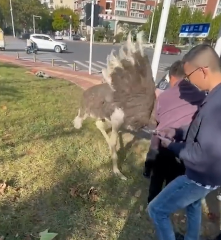 最終鴕鳥被民眾捕獲,交回主人