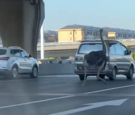 鄭州高速公路驚見「鴕鳥狂奔」