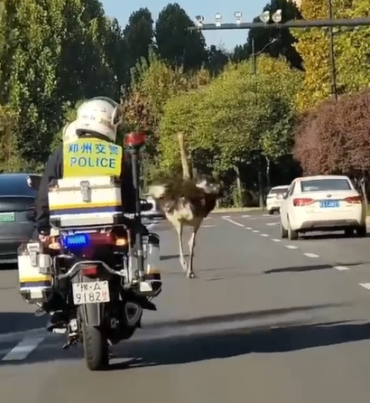 鄭州高速公路驚見「鴕鳥狂奔」