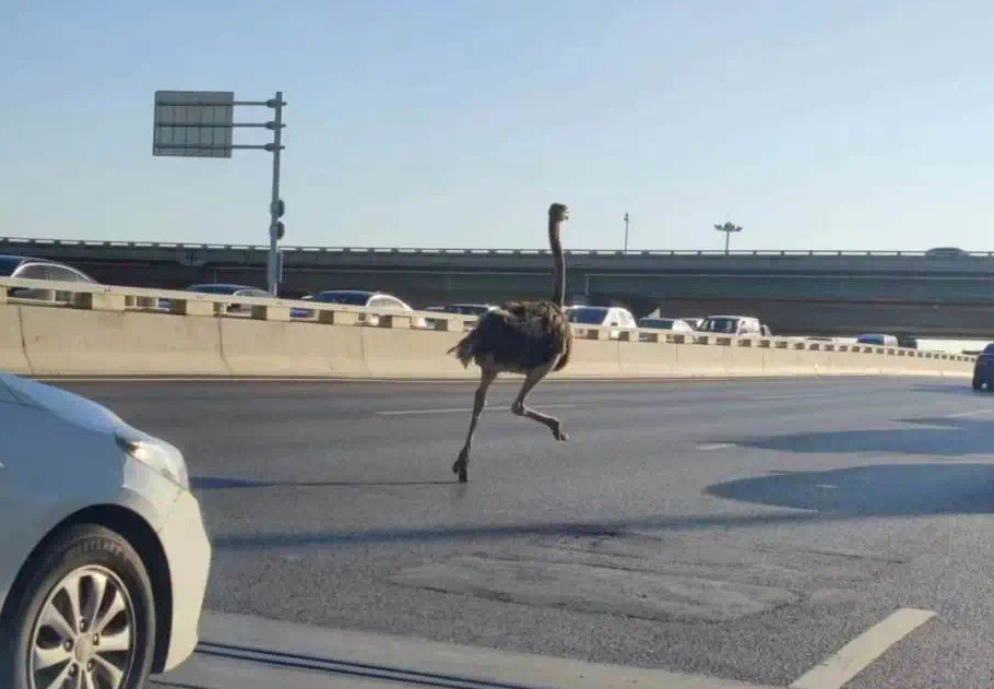 鄭州高速公路驚見「鴕鳥狂奔」