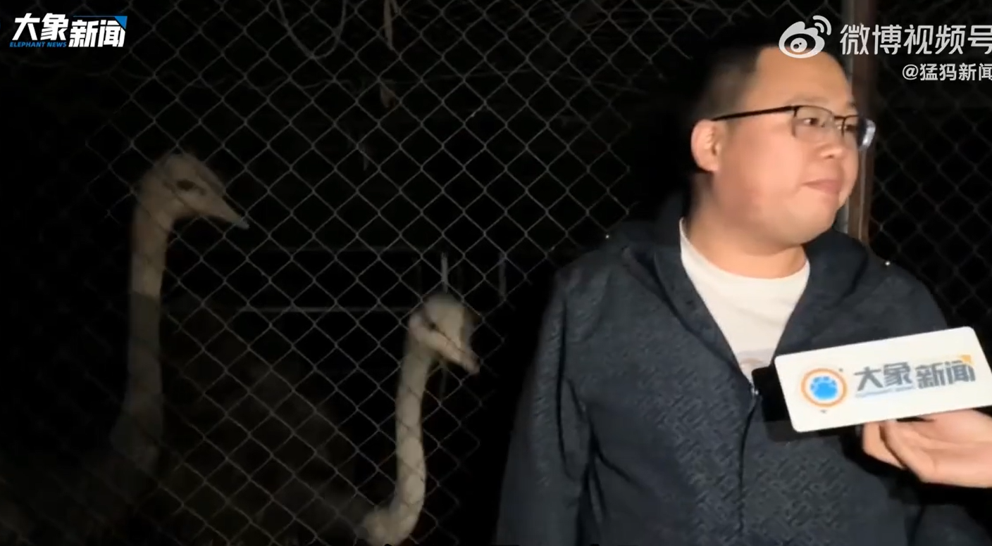 鴕鳥主人王先生及後受訪講述鴕鳥出逃原因,他此前買了一公一母兩隻鴕鳥