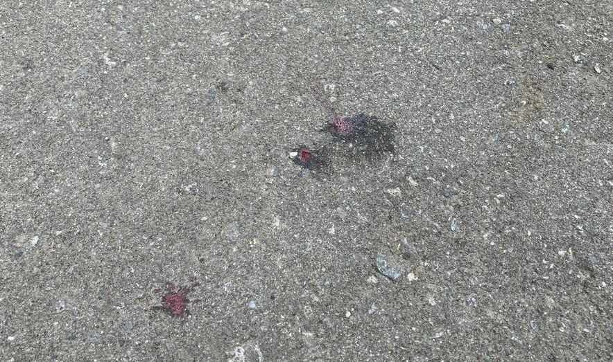 札幌市內,日前發現無頭貓屍。(新聞截圖)