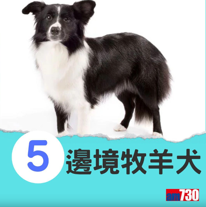 十大最易有分離焦慮症狗狗