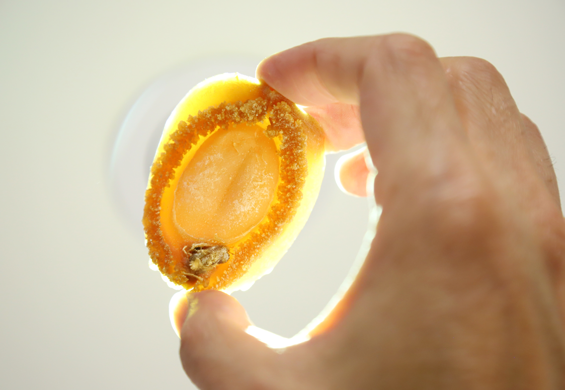 翁生挑選日本吉品鮑,最重要是要腰肥身厚,顏色晶瑩剔透。(攝:羅錦鴻)