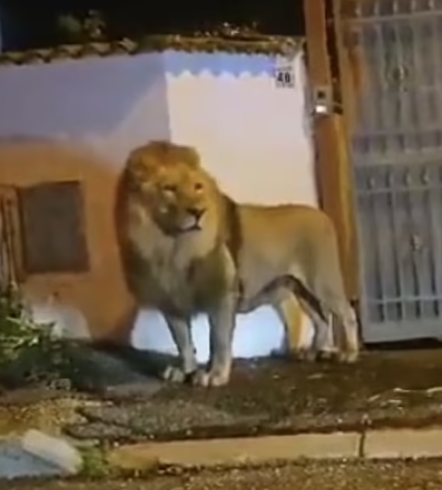 獅子在羅馬附近一小城漫步。(互聯網)