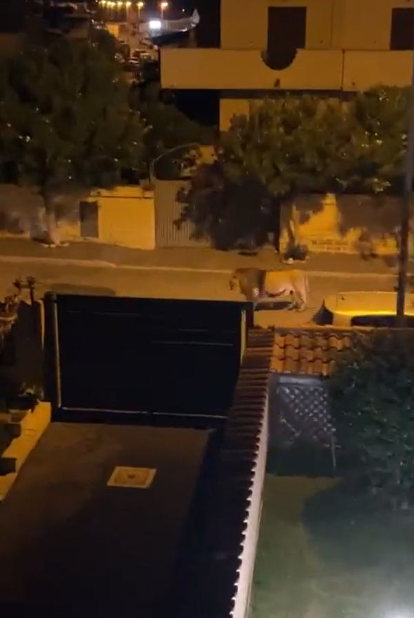 獅子在羅馬附近一小城漫步。(互聯網)