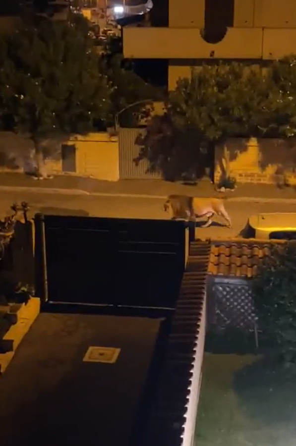 獅子在羅馬附近一小城漫步。(互聯網)