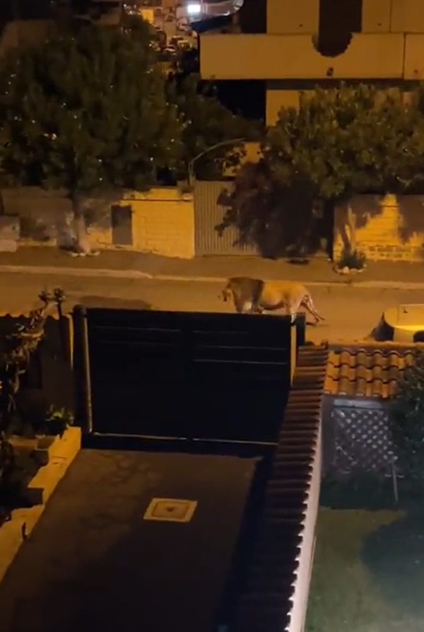 獅子在羅馬附近一小城漫步。(互聯網)